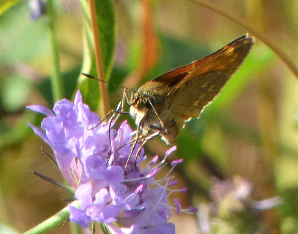 Ochlodes Venatus?